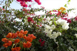 Bougainville